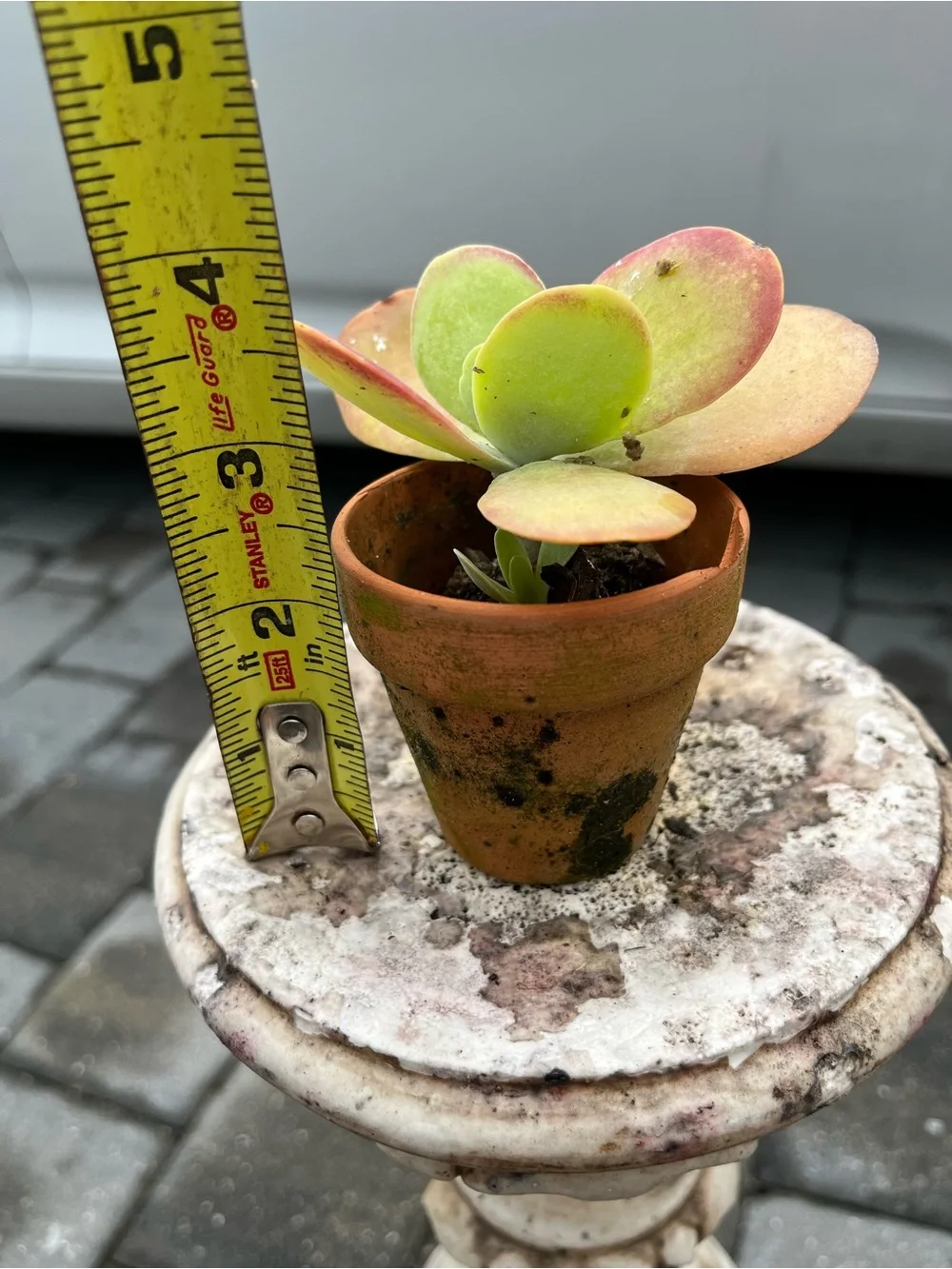 Flap Jack Potted Succulent